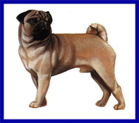 a well breed Pug dog
